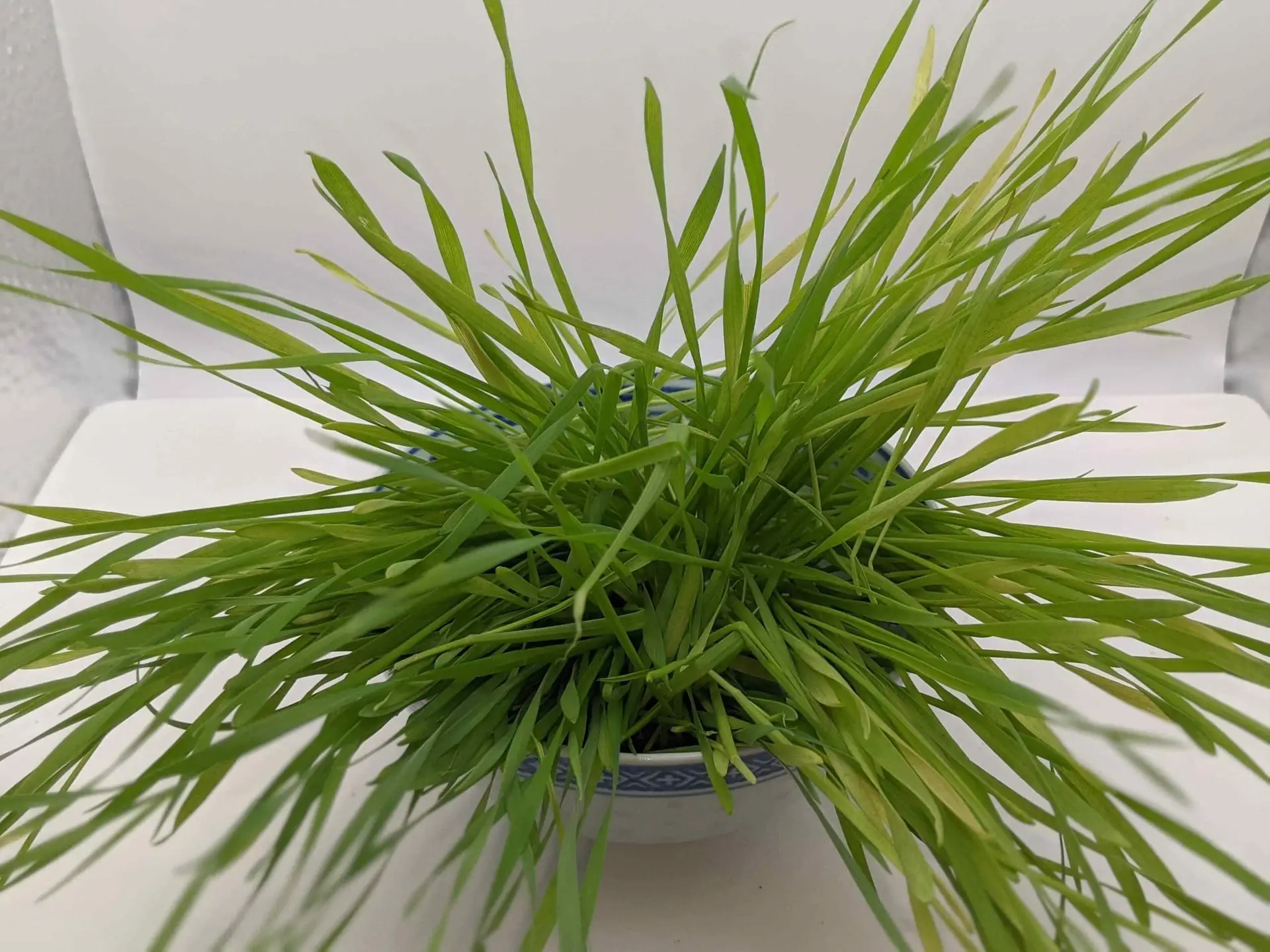 Wheatgrass Microgreens - Image 1