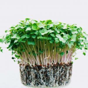 Asian Green Microgreens, Fresh Asian Green Microgreens, Healthy Asian Green Microgreens, Asian Green