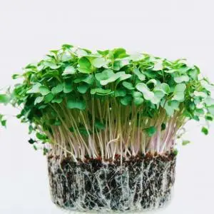 Asian Green Microgreens, Fresh Asian Green Microgreens, Healthy Asian Green Microgreens, Asian Green