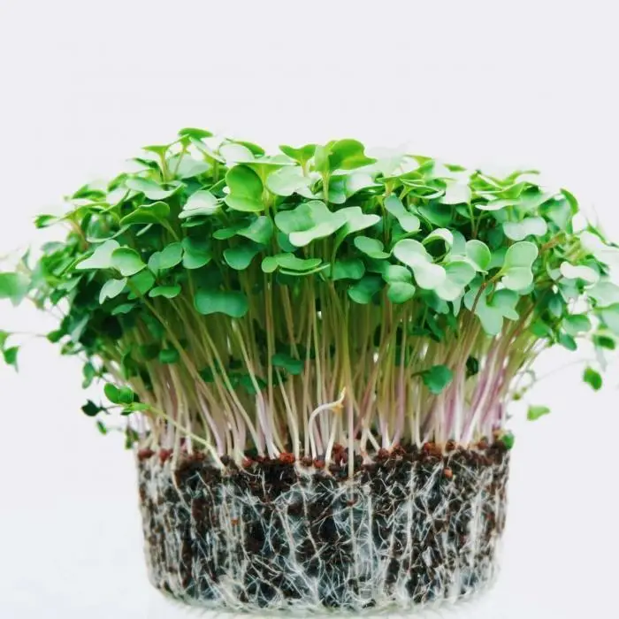 Asian Green Microgreens, Fresh Asian Green Microgreens, Healthy Asian Green Microgreens, Asian Green
