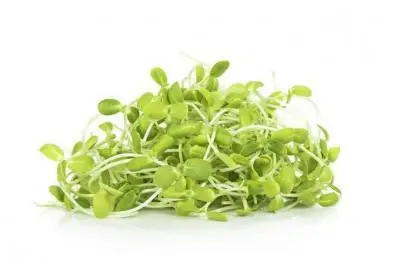 Sunflower sprout