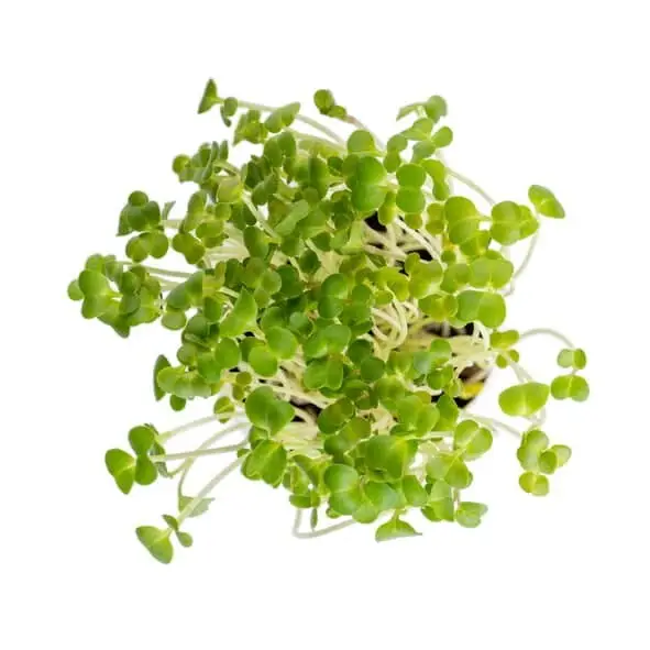 Turnip Microgreens - The Perfect Addition To Your Salad