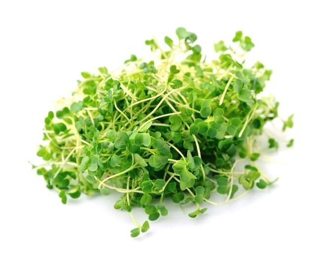 Spinach Microgreens, Fresh Spinach Microgreens, Healthy Spinach Microgreens