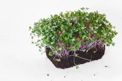 Kohlrabi Microgreens, Kohlrabi, Kohlrabi Vegetable Plant, Kohlrabi Microgreens Baby Leaf, Fresh Kohlrabi Microgreens