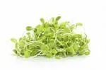 Sunflower Microgreens, Fresh Sunflower Microgreens, Healthy Sunflower Microgreens