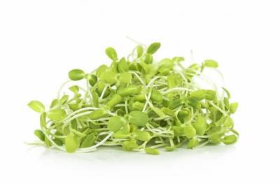Sunflower Microgreens, Fresh Sunflower Microgreens, Healthy Sunflower Microgreens