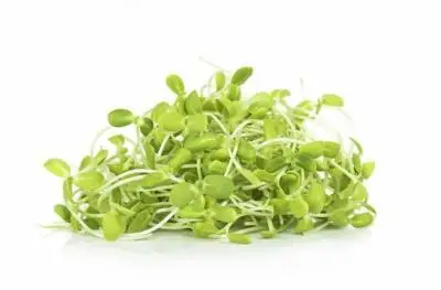 Sunflower Microgreens, Fresh Sunflower Microgreens, Healthy Sunflower Microgreens