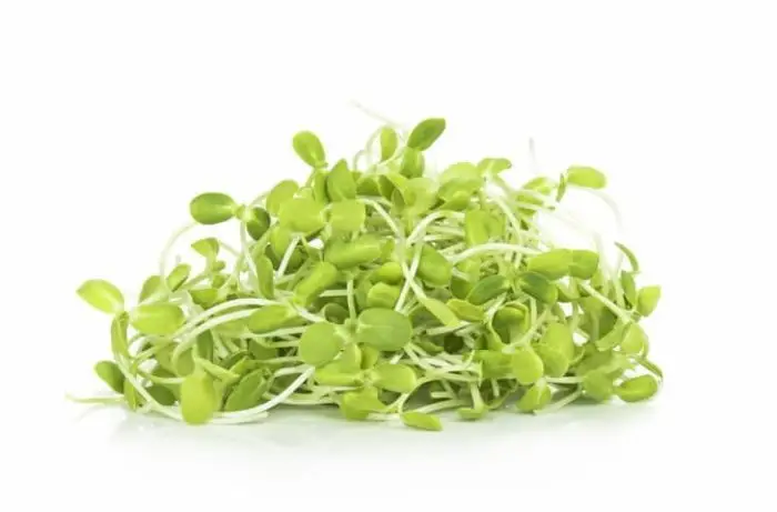Sunflower Microgreens, Fresh Sunflower Microgreens, Healthy Sunflower Microgreens