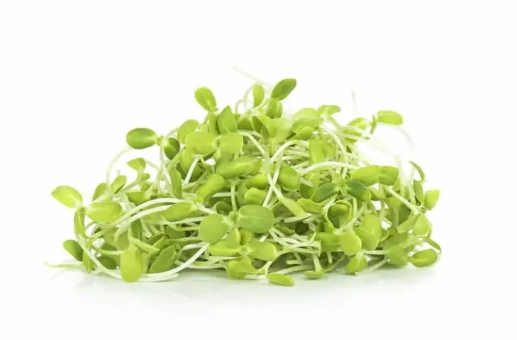 Sunflower Microgreens, Fresh Sunflower Microgreens, Healthy Sunflower Microgreens Sunflower Microgreens, Fresh Sunflower Microgreens, Healthy Sunflower Microgreens