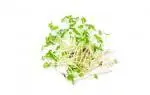 Microgreen basil