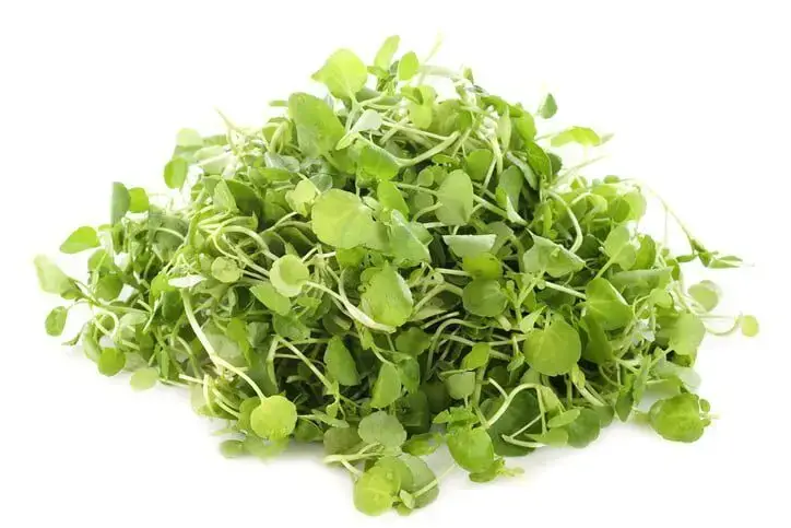 Watercress Microgreens, Fresh Watercress Microgreens, Healthy Watercress Microgreens