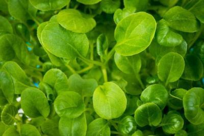 Mustard Greens Microgreen Fact Sheet