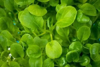 Mustard Greens Microgreen Fact Sheet