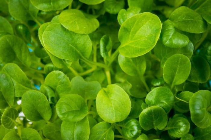 Mustard Greens Microgreen Fact Sheet