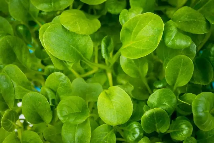 Raw Microgreen Tatsoi Plant Mustard Greens Microgreen Fact Sheet