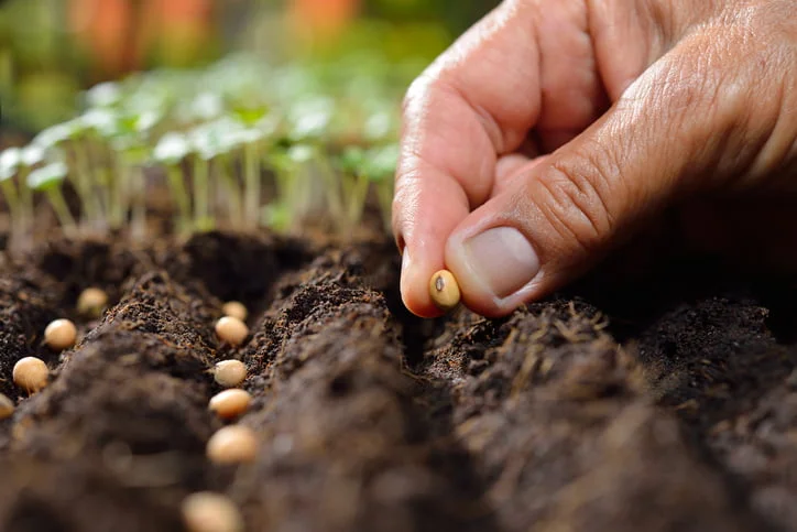 Planting Microgreen seeds, Seed Germination