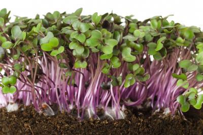 Red cabbage microgreens , Healthy Red cabbage microgreens, red cabbage