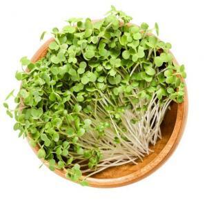 Mustard Greens microgreens, White Mustard Microgreens, Fresh Mustard Greens microgreens, Healthy Mustard Greens microgreens