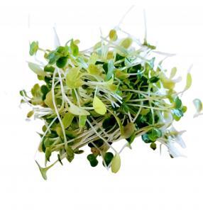 Mesclun Microgreens. healthy Mesclun Microgreens