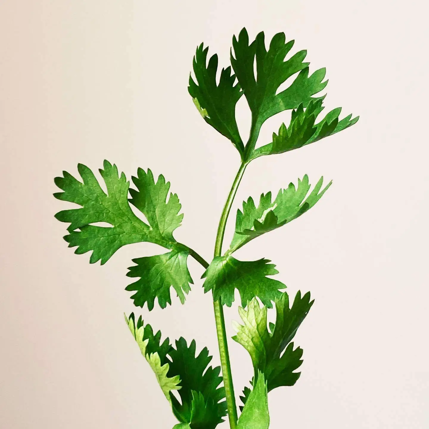 Coriander Microgreens, Fresh Coriander Microgreens, Healthy Coriander Microgreens Coriander Microgreens, Fresh Coriander Microgreens, Healthy Coriander Microgreens