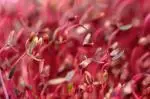 Red Amaranth