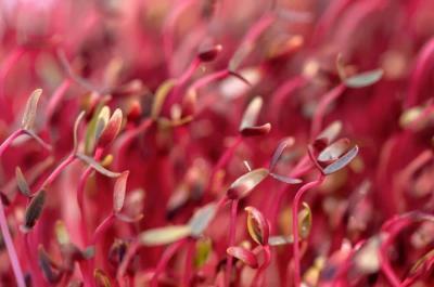 Red Amaranth