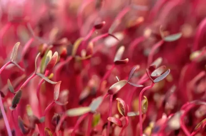 Red Amaranth