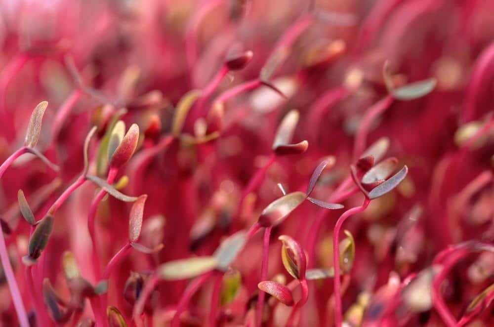 Amaranth Microgreen Nutrition Fact Sheet | Natural Yield Red Amaranth