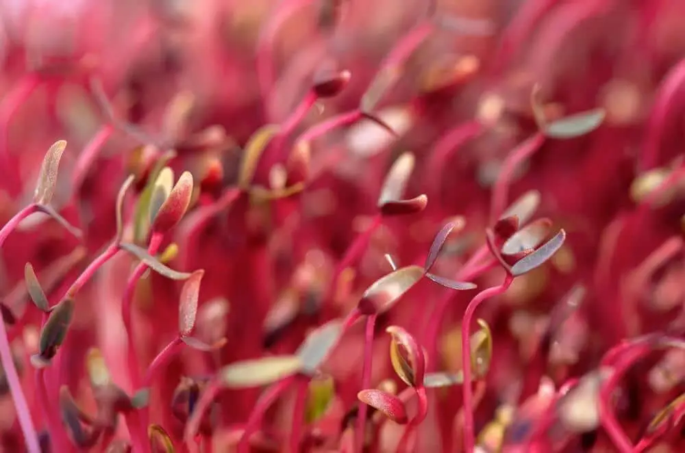 Red Amaranth