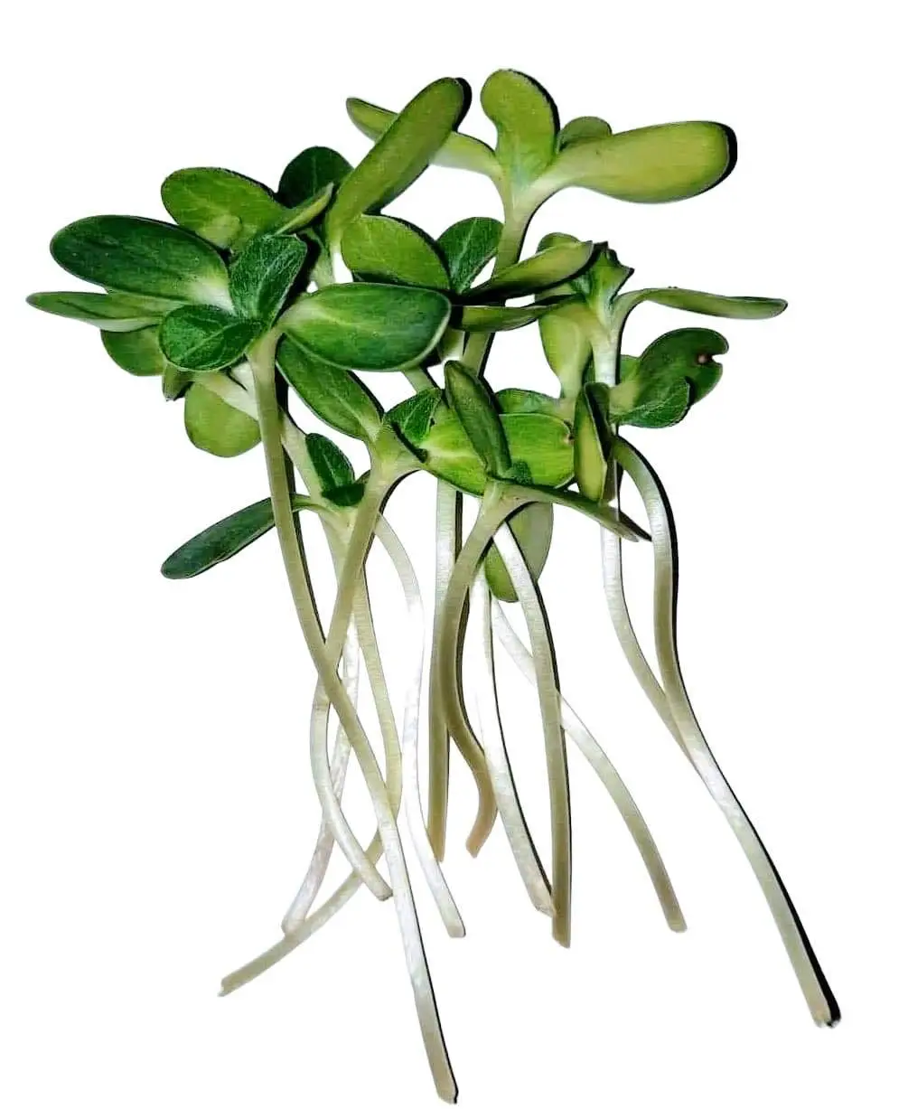 Sunflower Microgreens - Image 2