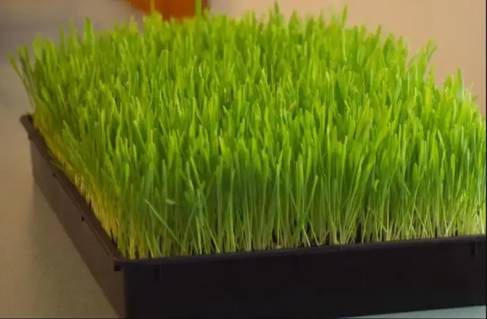 1Gi20Qea Nny9V67C Wheetgrass Microgreen Seeds 1 | Natural Yield