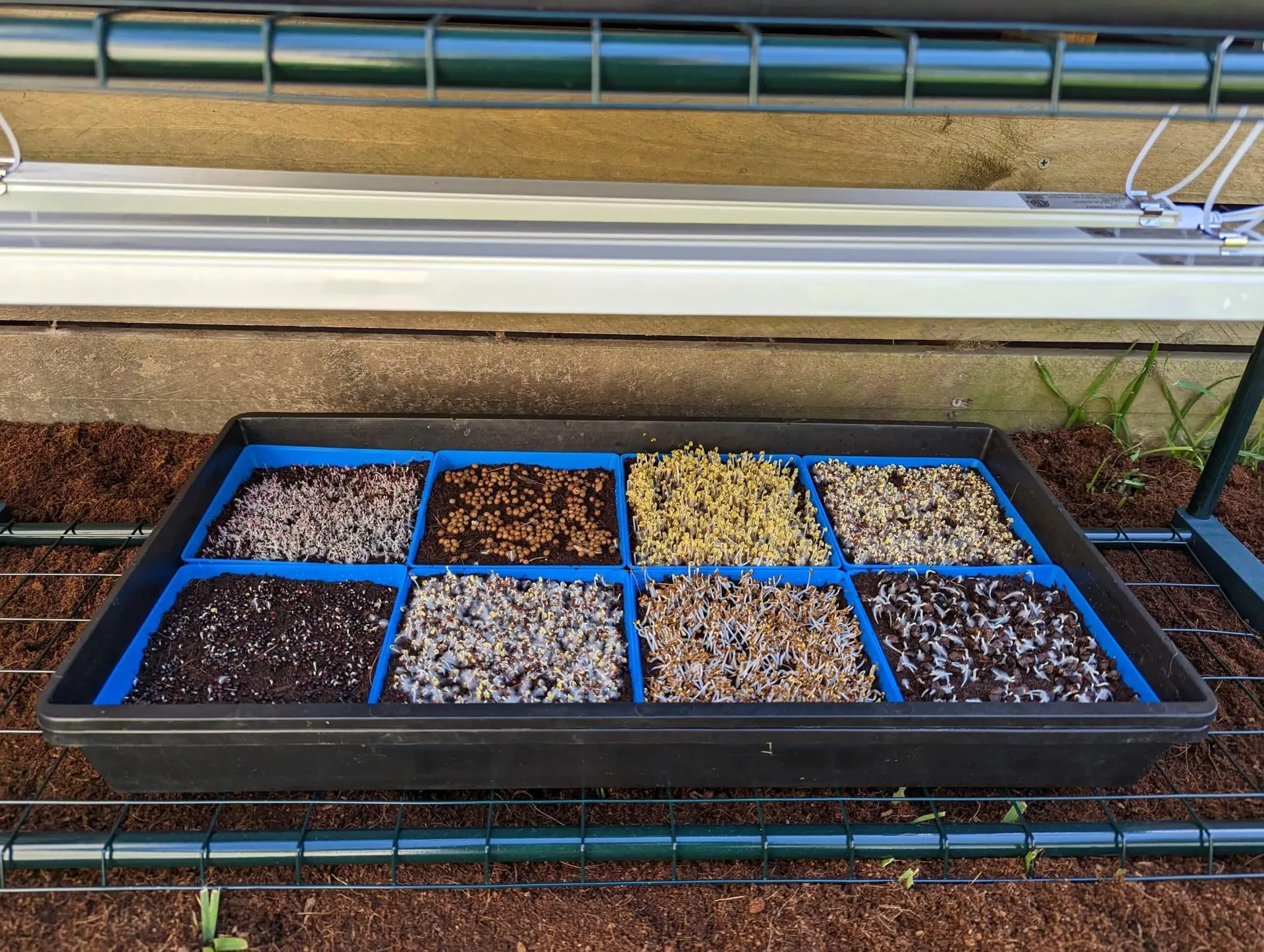 Microgreen Kit Microgreen Kit