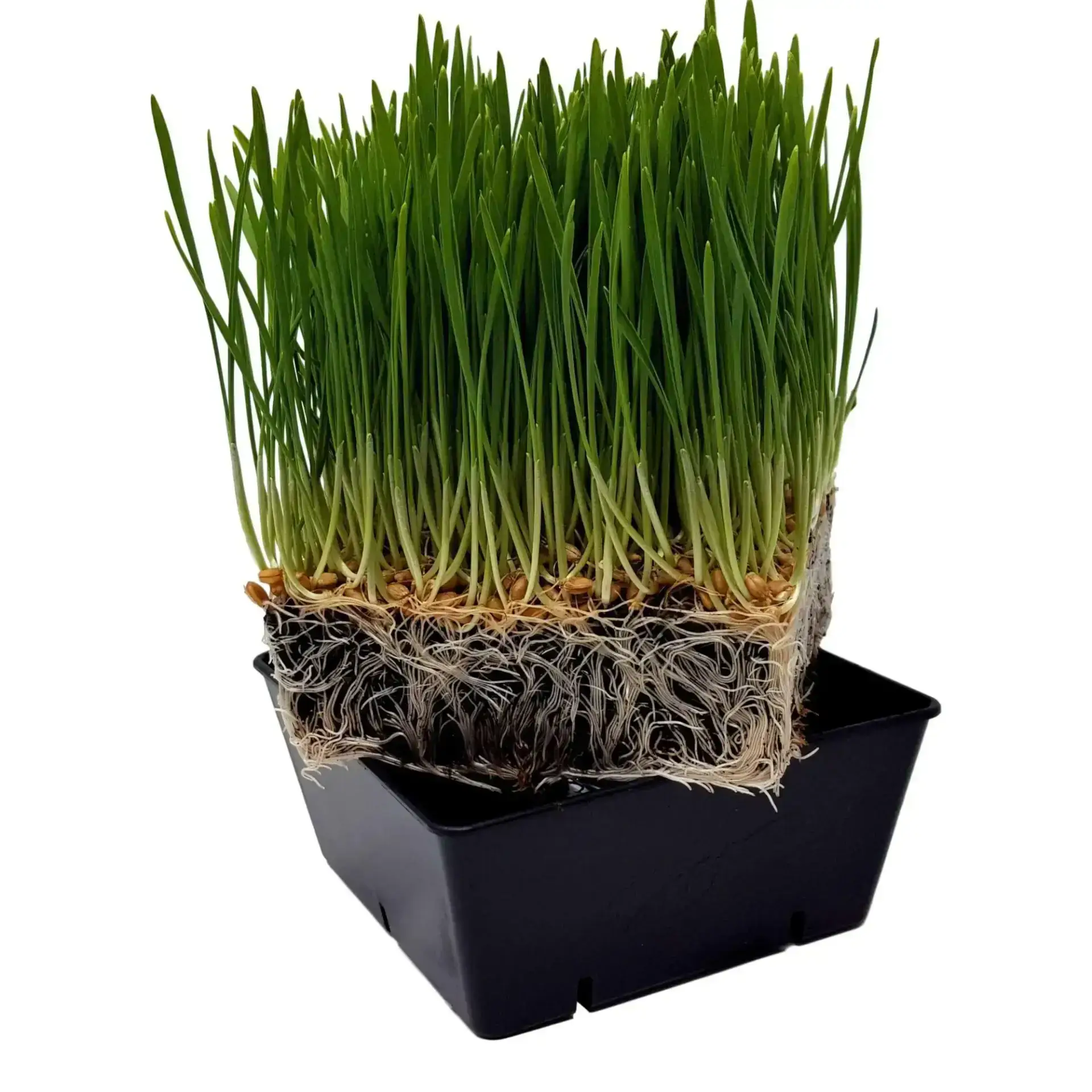 4Wkacgza-5X5_Square_Tray_Wheatgrass_2000X Bootstrap Farmer 5X5 Trays Extra Strength Inserts | Deep - Image 5