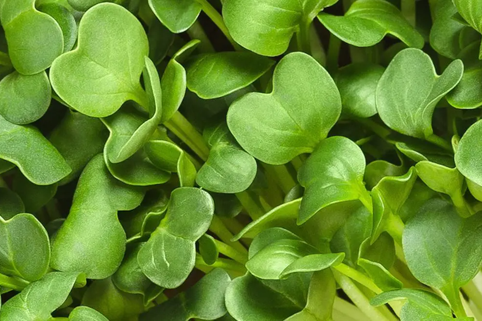 Radish Microgreen Nutrition Fact Sheet | Natural Yield Radish Daikon Microgreen Seeds, Radish Daikon Seeds, Natural Yield, Sustainable Gardening, Australia, Gardening Supplies, Seeds, Microgreens, Grow Kits, Organic Gardening, Urban Gardening, Hydroponics, Resources