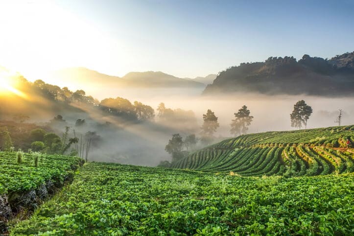 How Food Production Impacts The Environment | Natural Yield 9M6Y4Slo Vd230T4Q Istock 1191594837 | Natural Yield