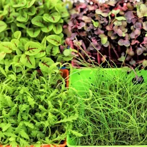 microgreens