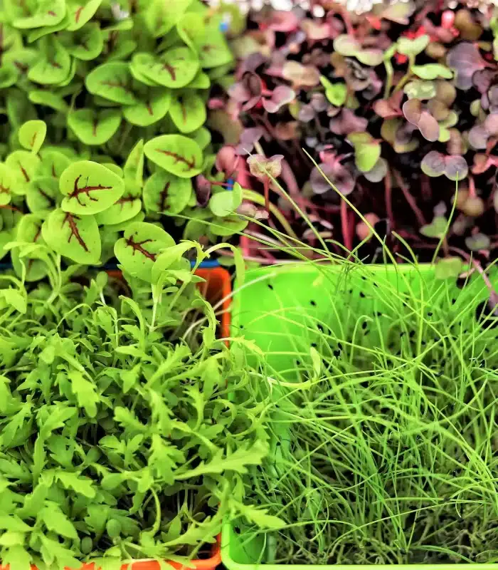 microgreens