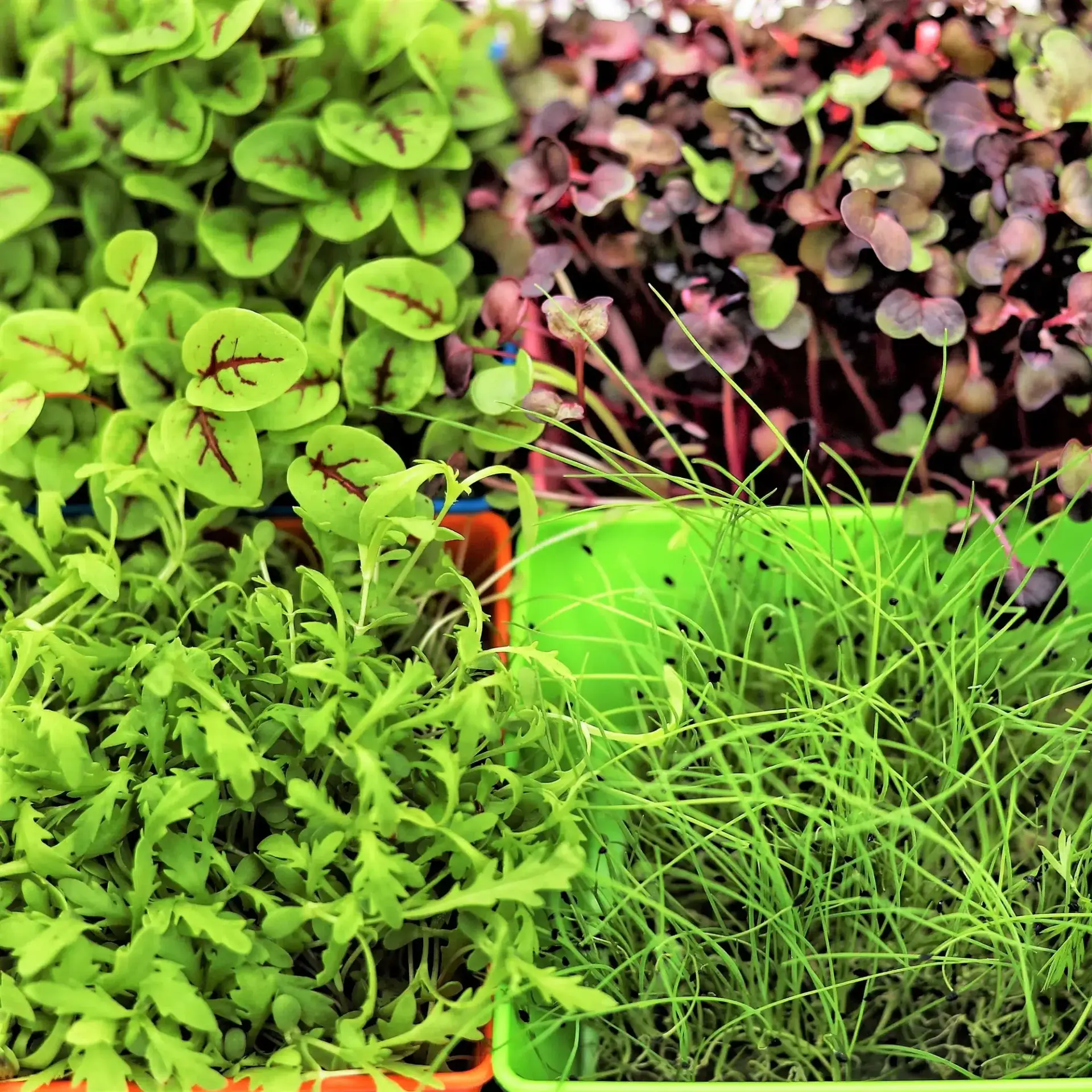 Microgreens Microgreens