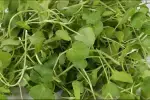 Watercress Microgreen Seeds, Watercress Seeds