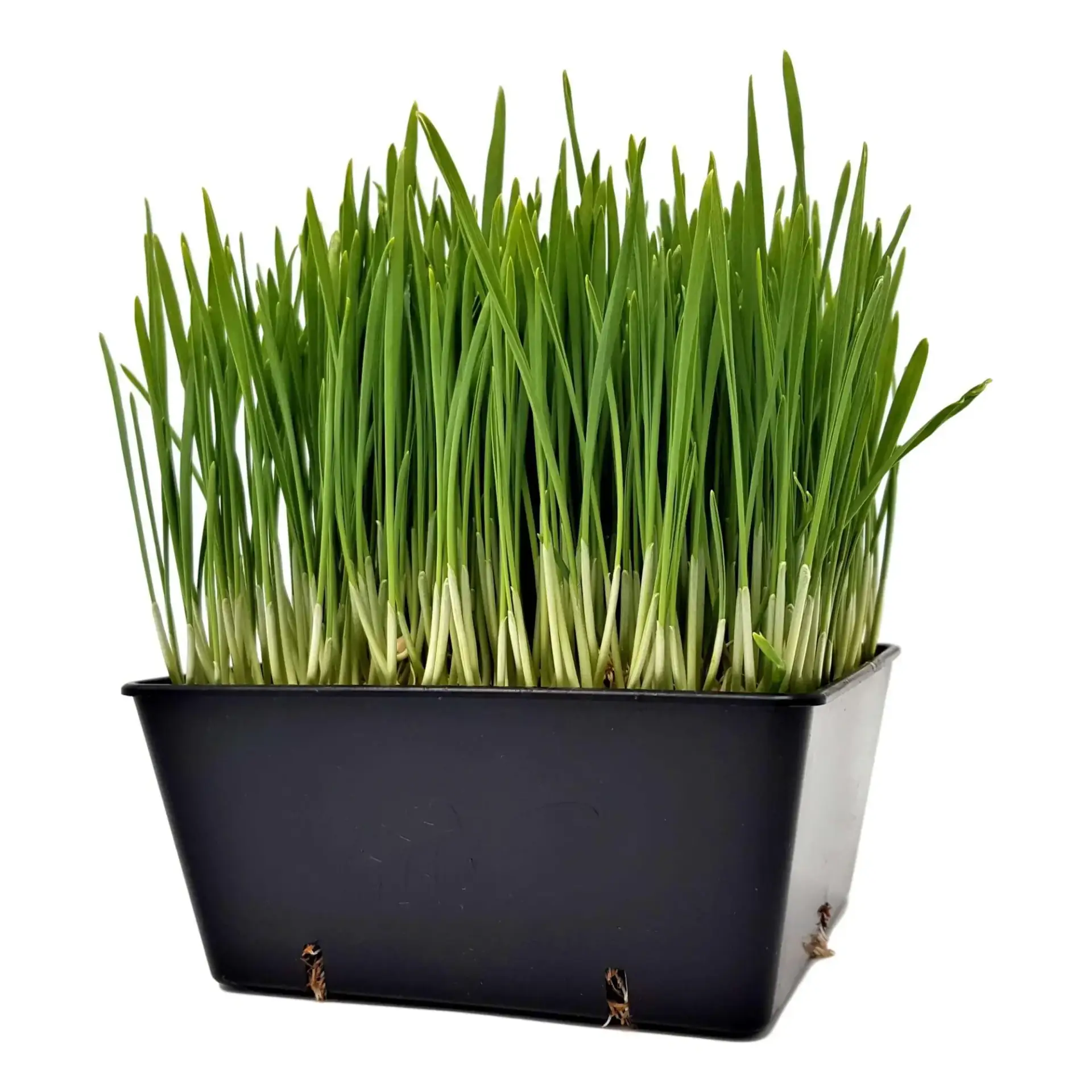 Jsf14Shw-5X5_Tray_Wheatgrass_2000X Bootstrap Farmer 5X5 Trays Extra Strength Inserts | Deep - Image 3