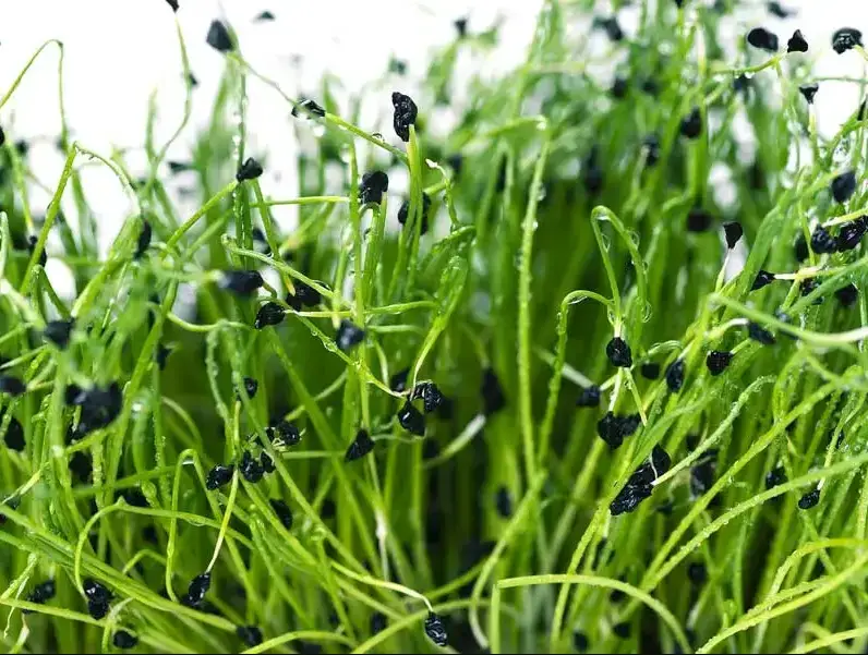 Onion Microgreen Seeds, Onion Seeds, how to store microgreens in soil