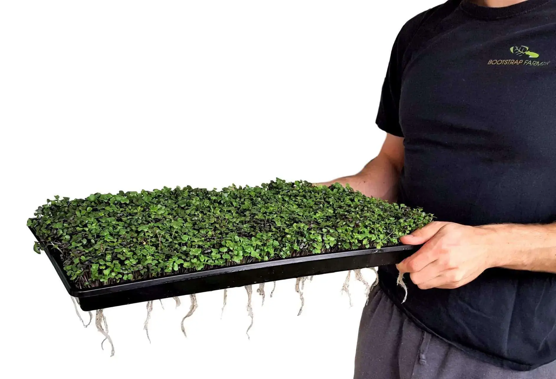 Bootstrap Farmer Shallow Extra Strength 1020 Microgreen Trays - Image 5