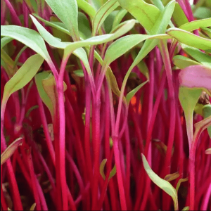 Ruby Chard Seeds , Ruby Chard Microgreen