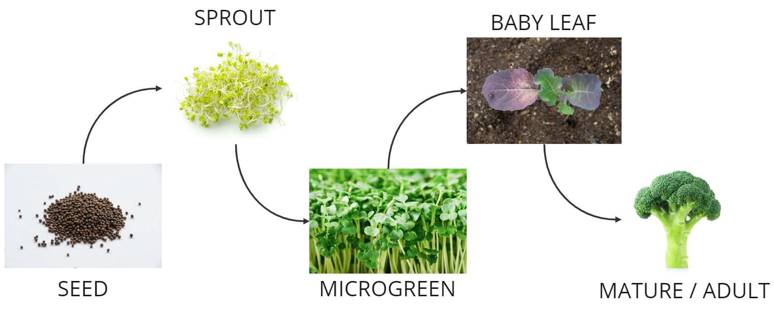 Broccoli Anti-Cancer Benefits - Sulforaphane | Natural Yield Microgreen Stages