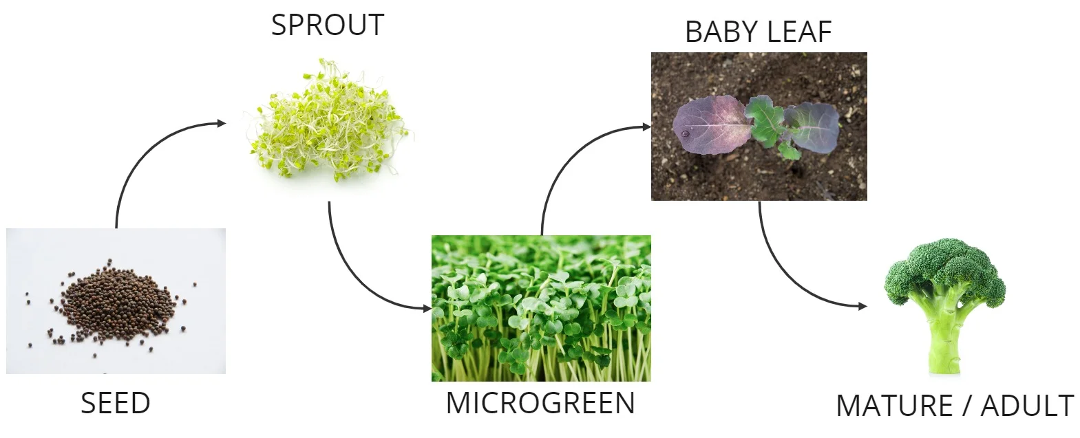 dPcMPcAL 3RAcr1vE broccoli stages Frame 1 2 | Natural Yield