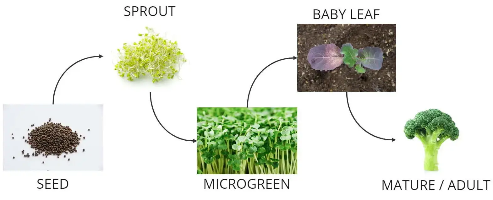 Dpcmpcal 3Racr1Ve Broccoli Stages Frame 1 2 | Natural Yield