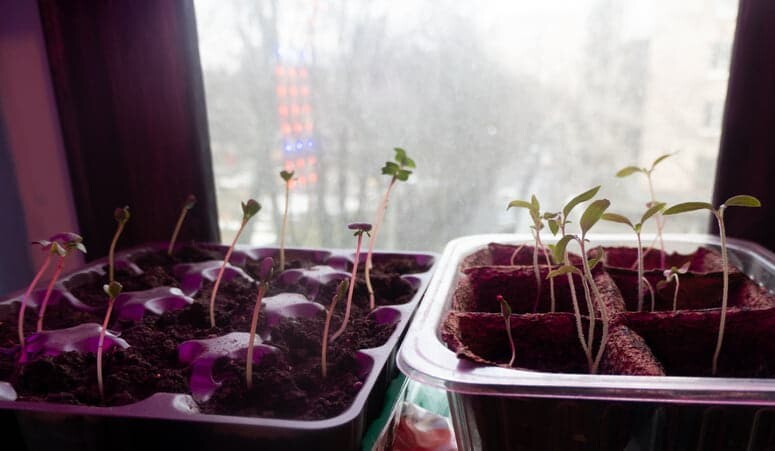 Growing Winter Vegetables