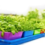 microgreen trays and inserts