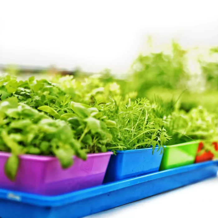 Microgreen Trays And Inserts
