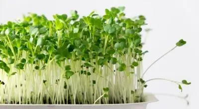 Broccoli Microgreen Seeds, Broccoli Seeds